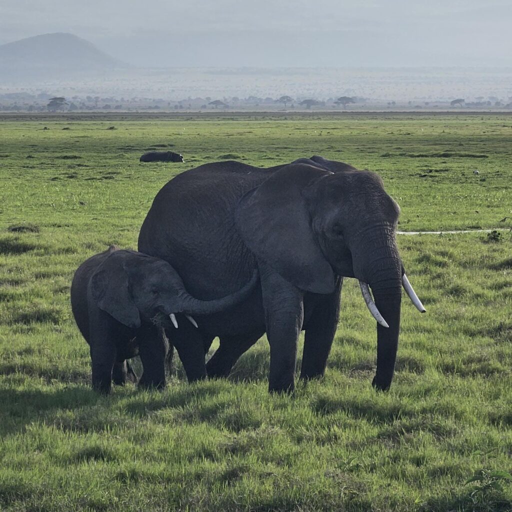 Branco di elefanti nel Parco Amboseli, safari ai piedi del Kilimangiaro