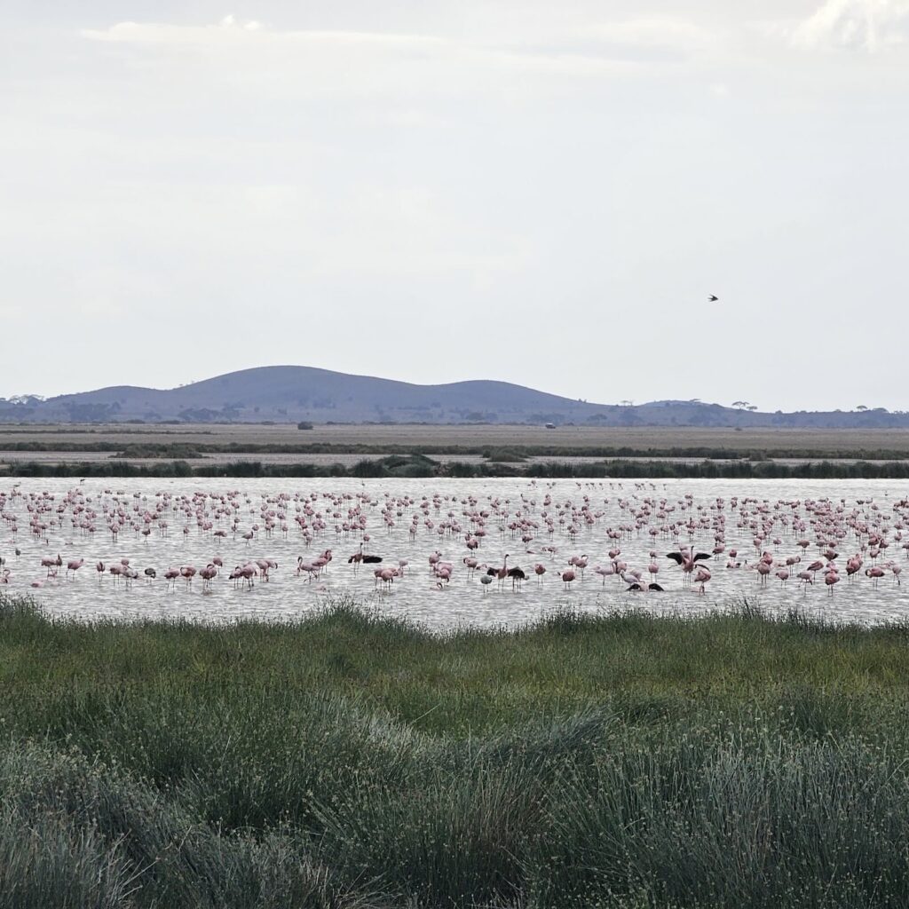 Fenicotteri nel Parco Amboseli, biodiversità nei parchi del Kenya