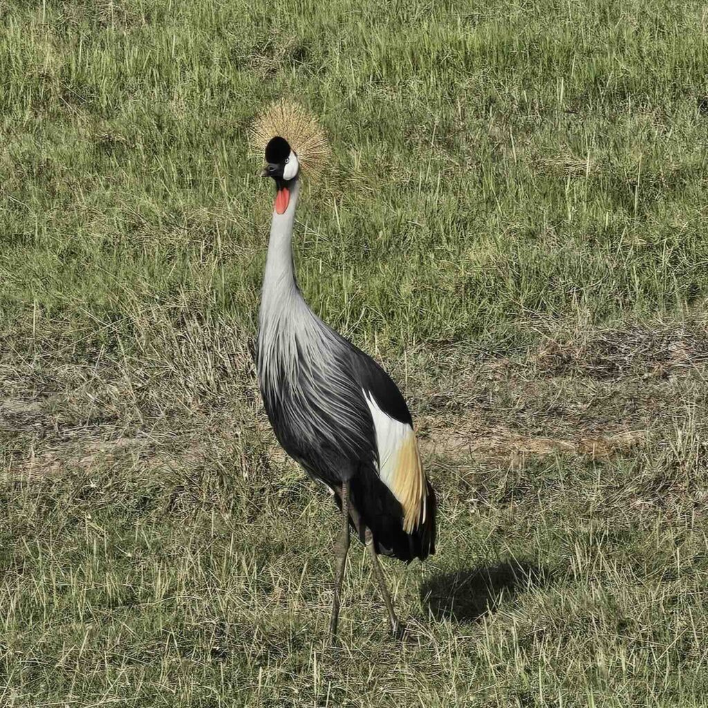 Gru coronata nel Parco Amboseli, uccello simbolo della fauna africana