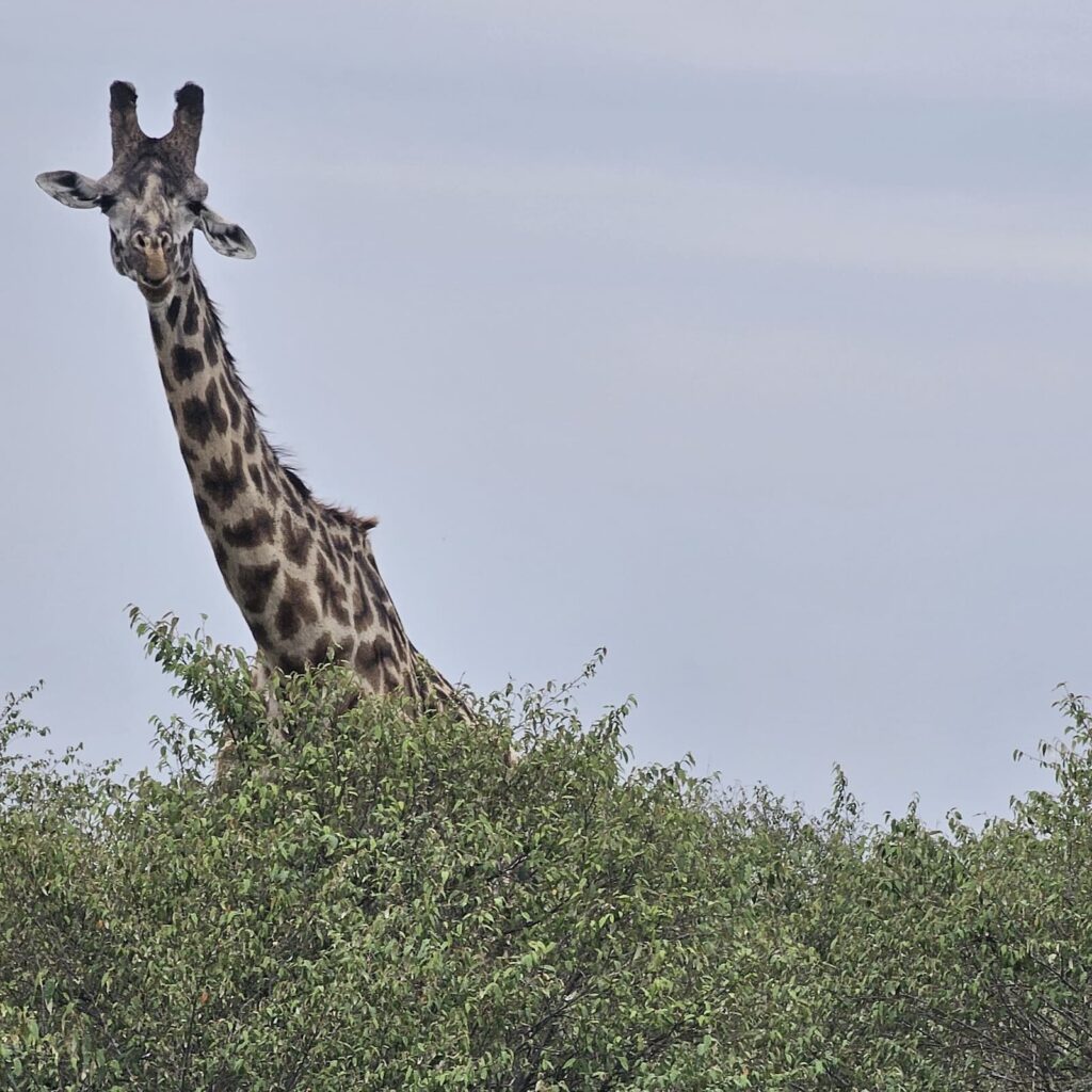 Giraffa nel Maasai Mara durante un safari in Kenya