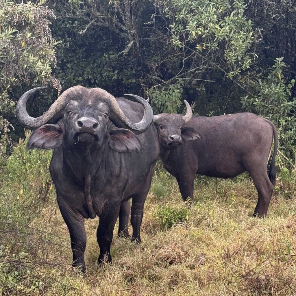 Bufalo africano nel Lake Nakuru National Park