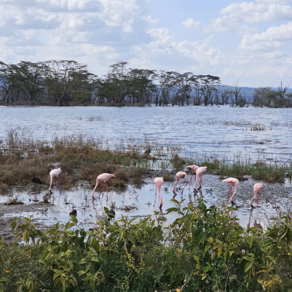 Fenicotteri sulle sponde del Lake Nakuru, paesaggio iconico dei safari in Kenya
