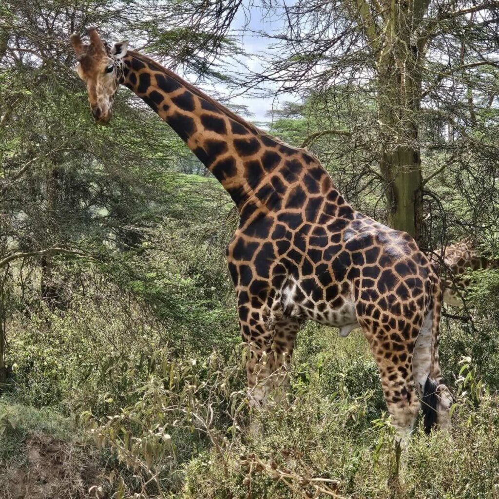 Giraffa nel Lake Nakuru National Park, safari fotografico in Kenya