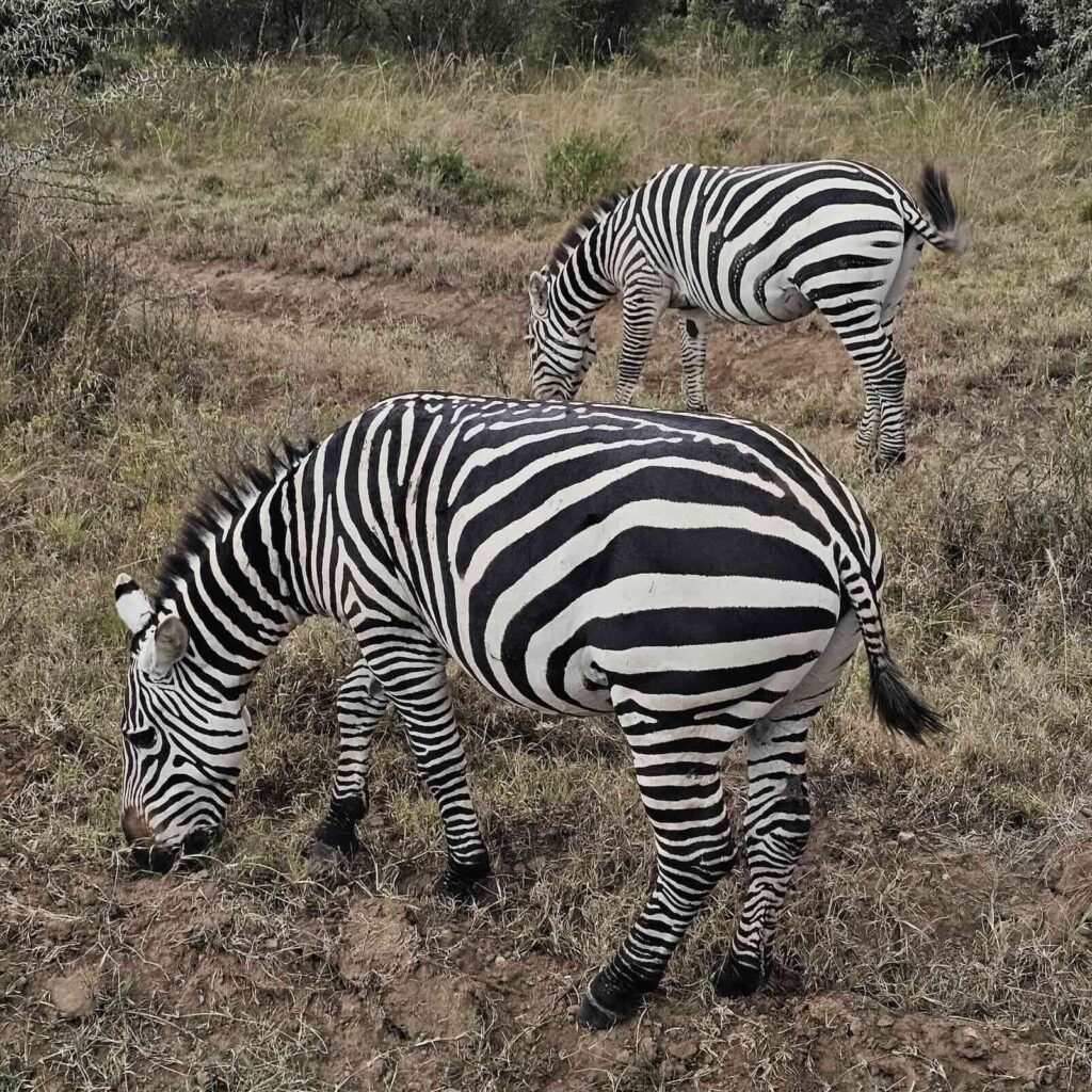 Zebre nel Lake Nakuru National Park, fauna africana durante il safari