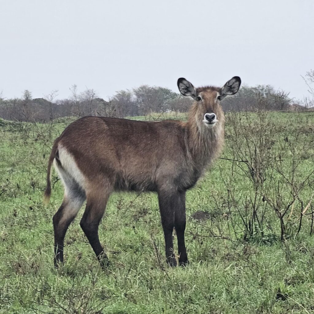 Antilope nella savana del Maasai Mara, fauna tipica dei grandi parchi africani