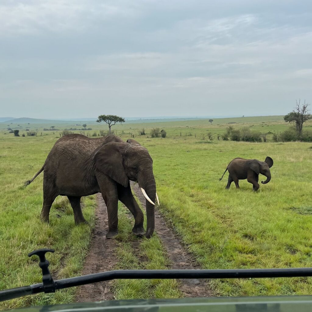 Elefante visto dalla jeep durante un safari nel Maasai Mara in Kenya