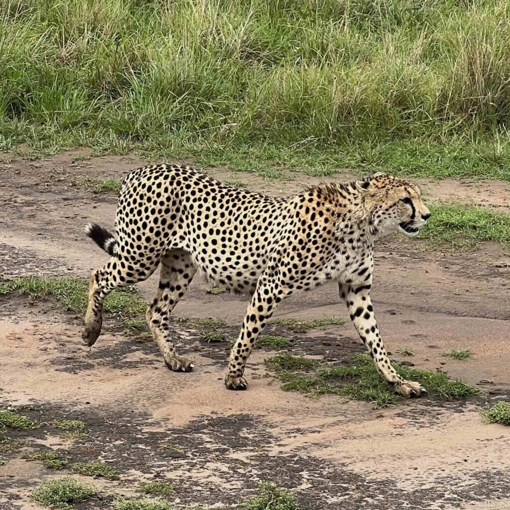 Ghepardo in movimento nel Maasai Mara, avvistamento tipico durante un safari in Kenya
