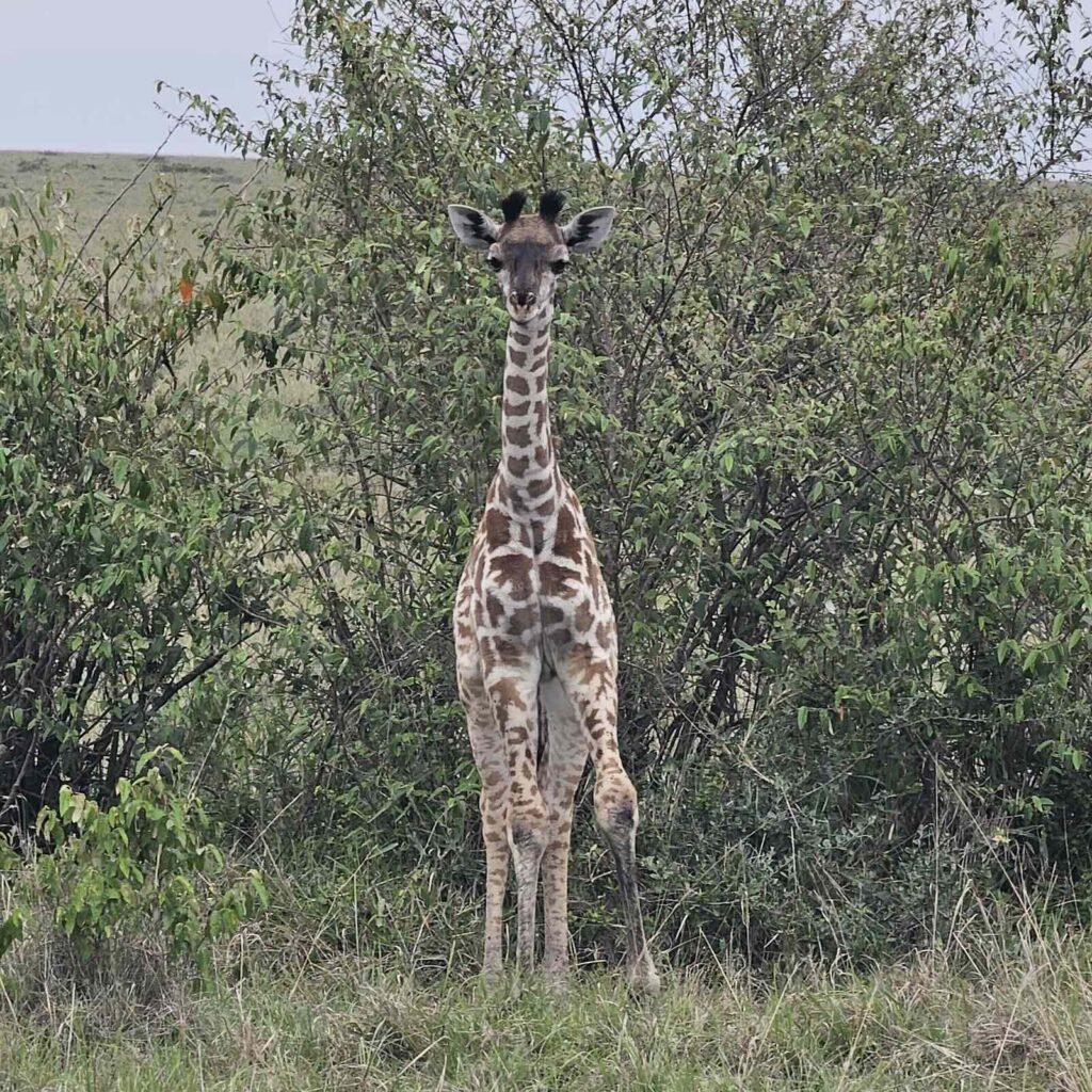 Giraffa nel Maasai Mara immersa nella vegetazione, safari fotografico in Kenya
