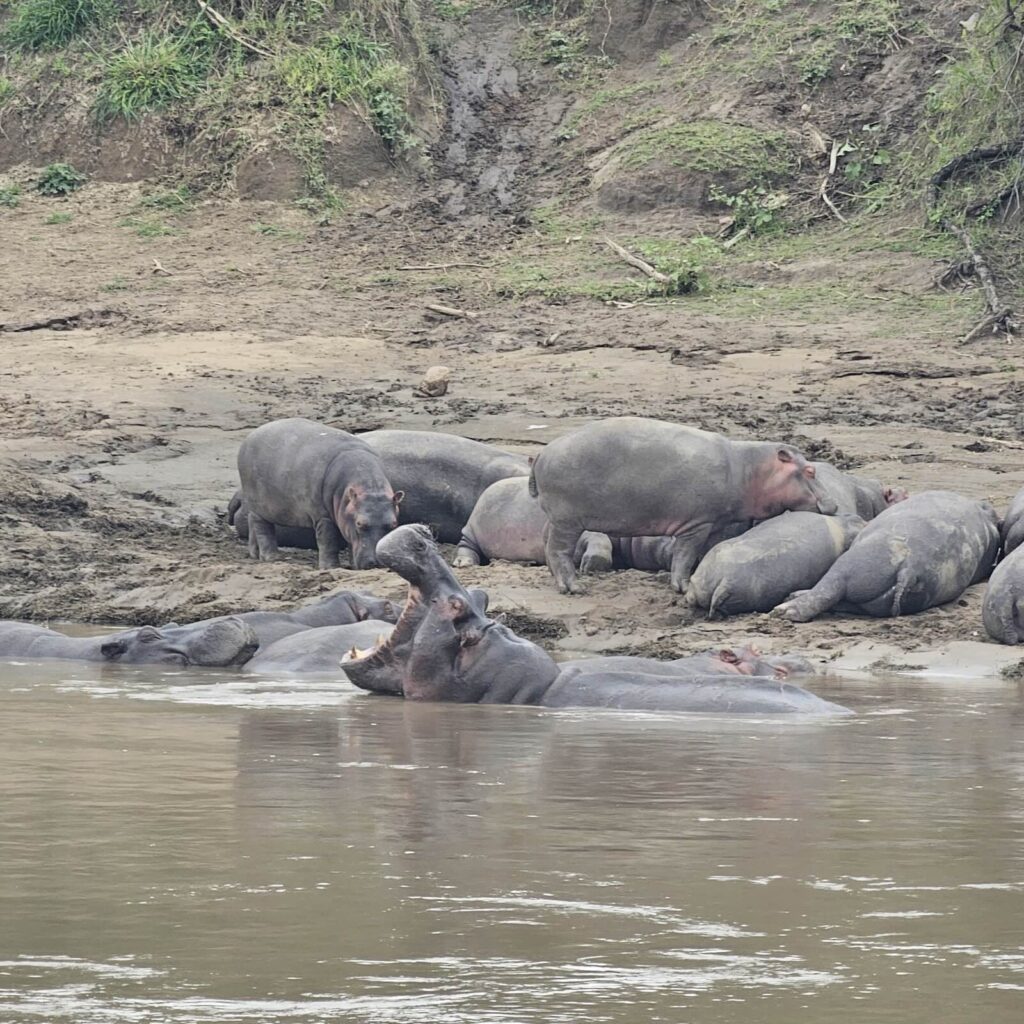 Ippopotami nel fiume del Maasai Mara, habitat naturale osservabile durante i safari