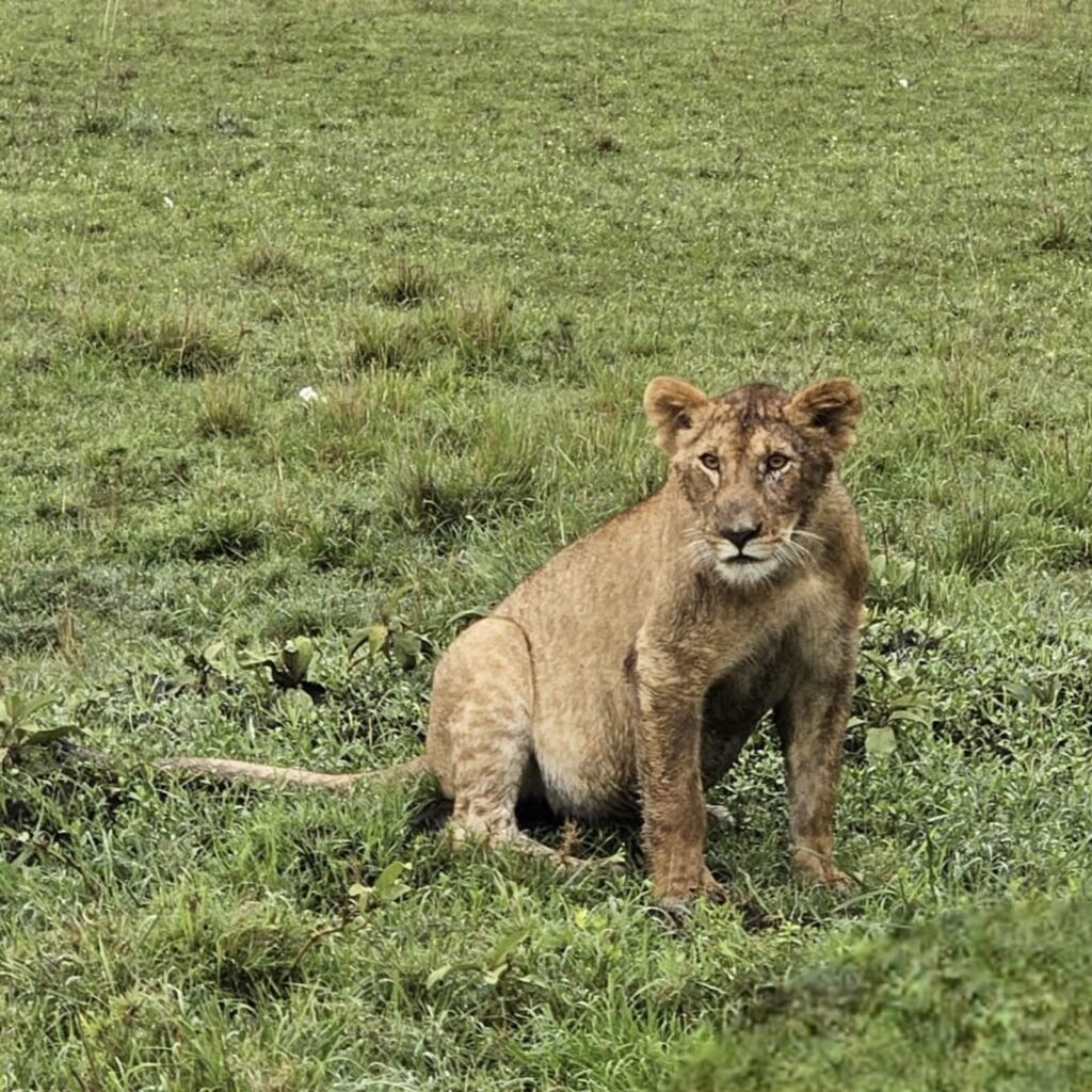 Leonessa nella savana del Maasai Mara durante un safari Kenya
