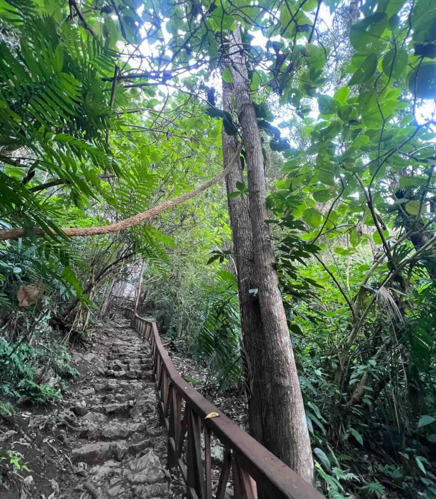 Sentiero nella giungla di Semuc Champey in Guatemala con vegetazione tropicale fitta