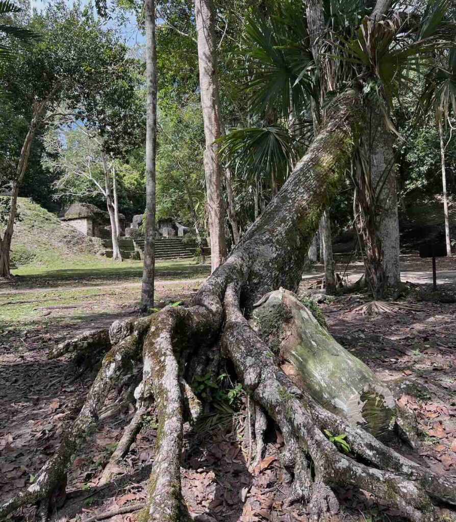 Cosa vedere a Tikal in Guatemala: giungla con alberi tropicali e radici