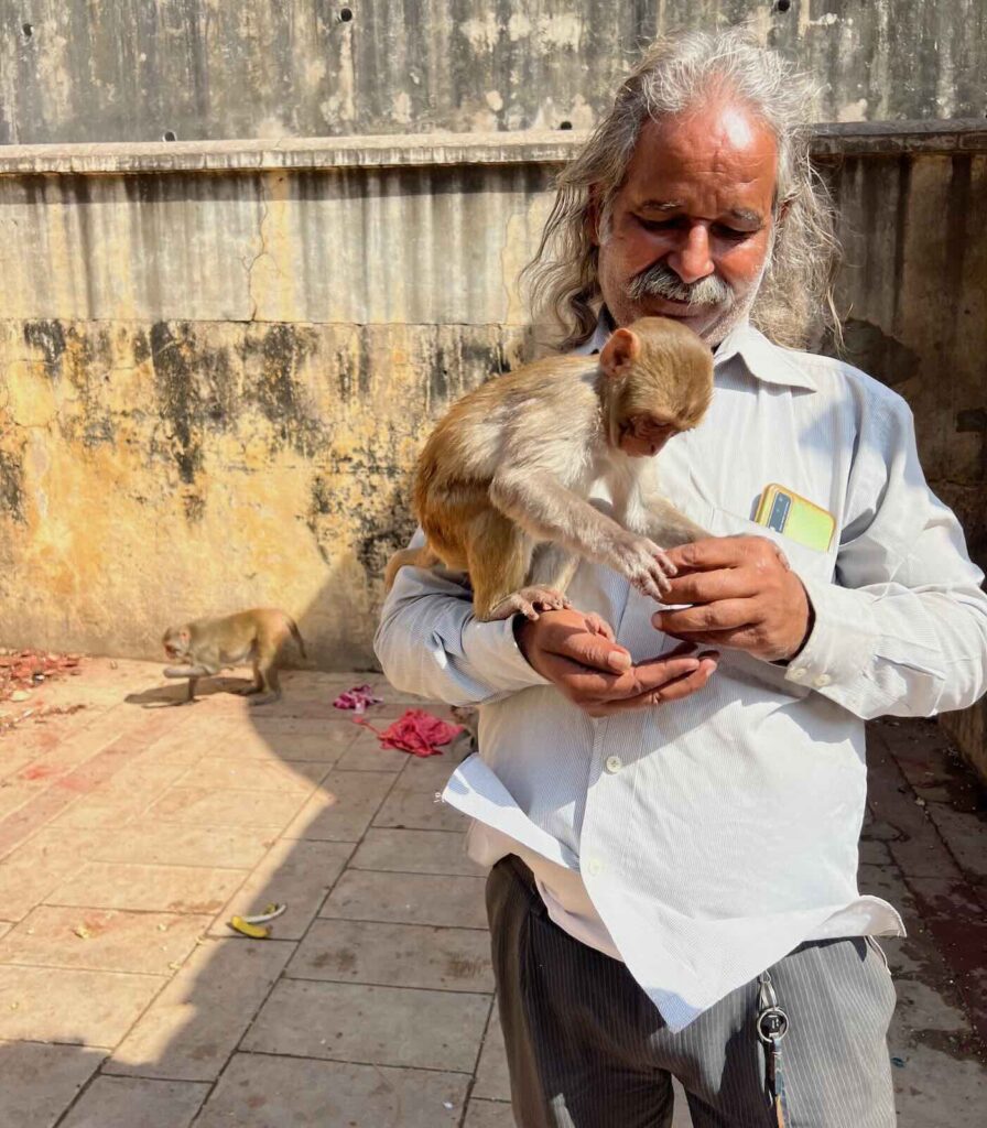 Scimmie al Galta Ji Temple, tra le cose più particolari da vedere a Jaipur