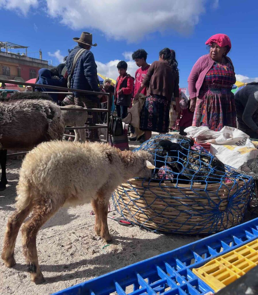 Mercato di animali di San Francisco El Alto vicino a Xela Quetzaltenango