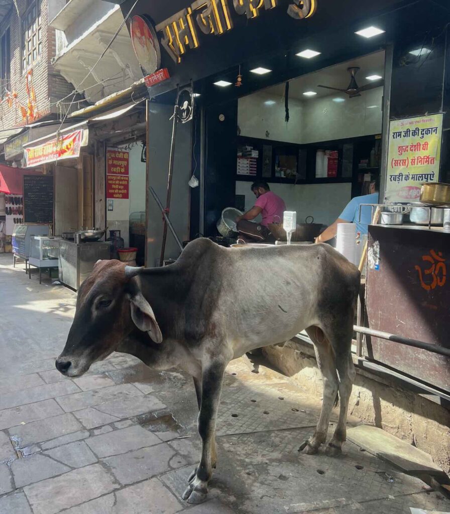 Mucca sacra nei vicoli di Pushkar tra scene di vita quotidiana