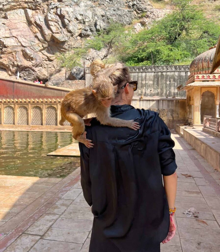 Scimmia al Monkey Temple di Jaipur