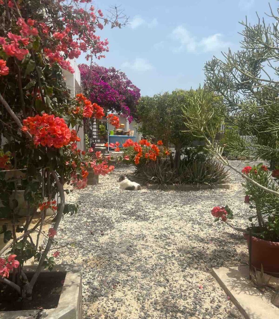 Giardino dell'Associazione Nerina a Sal Rei, che si occupa di cani e gatti randagi a Boa Vista