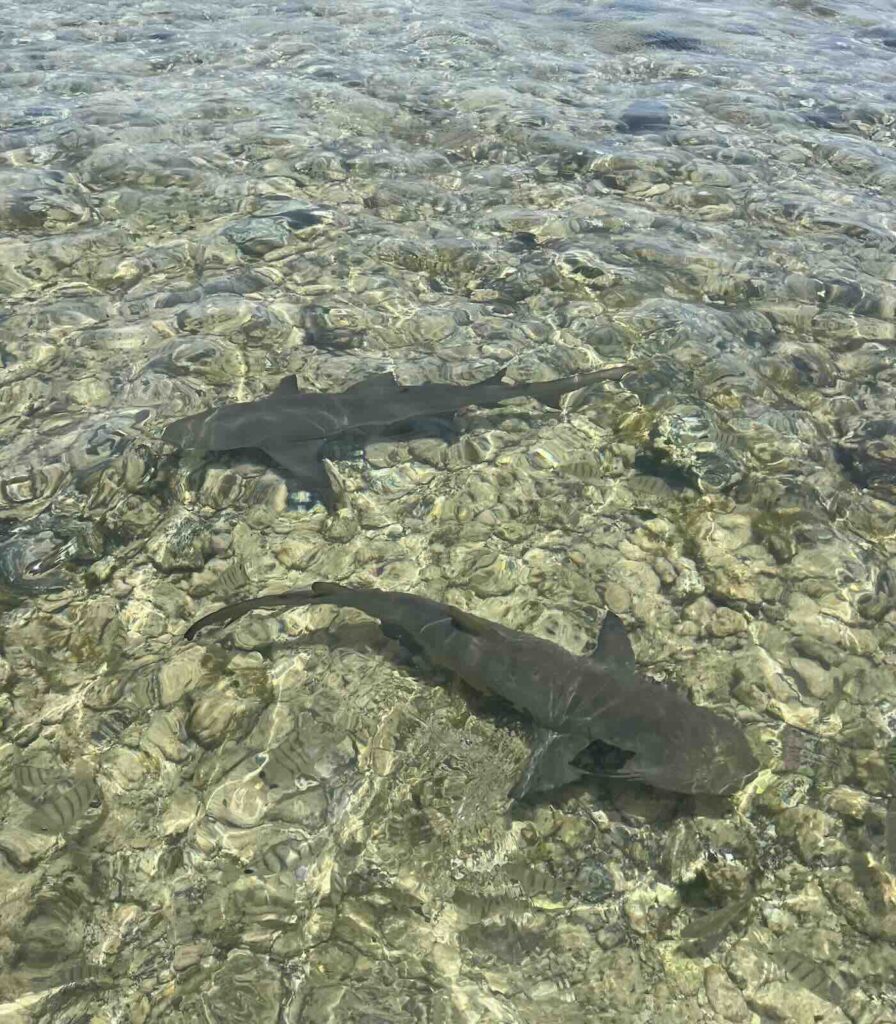 Squali limone a Shark Bay, una delle esperienze più belle da fare a Sal Capo Verde