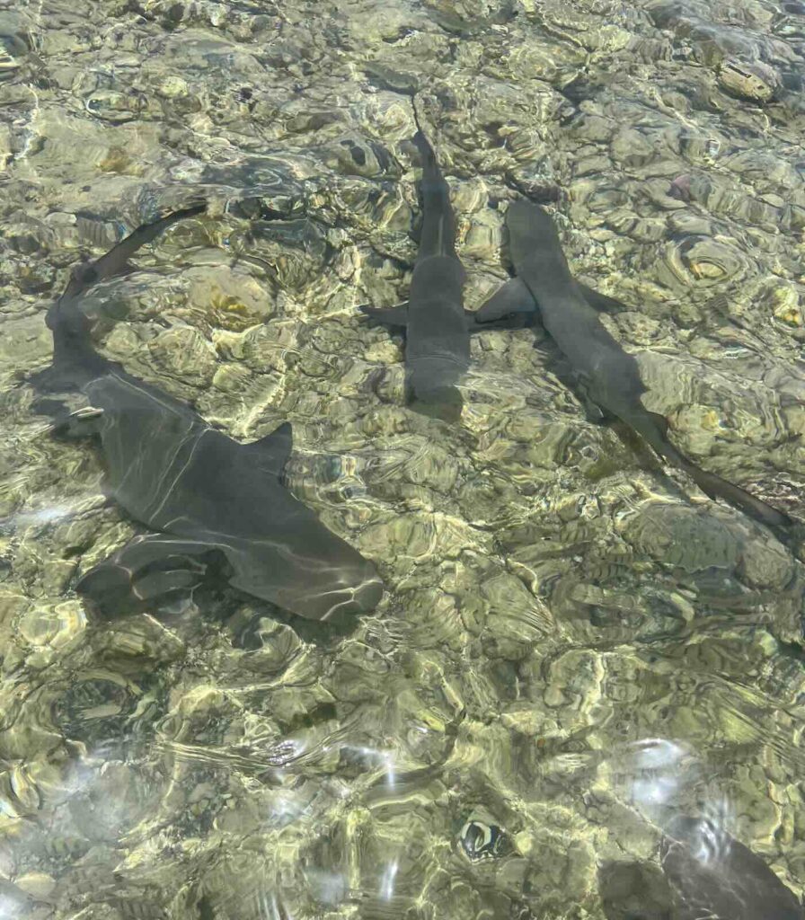 Shark Bay a Sal Capo Verde, dove osservare gli squali limone da vicino