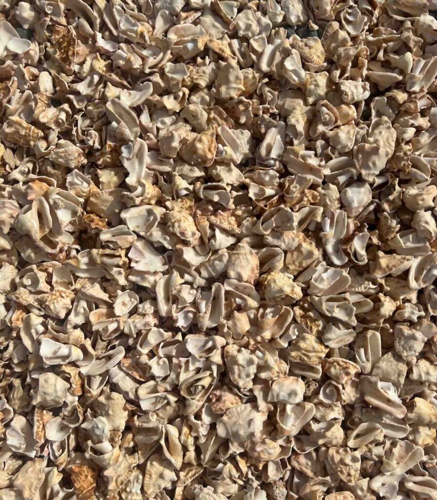 Conchiglie sulla Shell Cemetery Beach a Sal Capo Verde