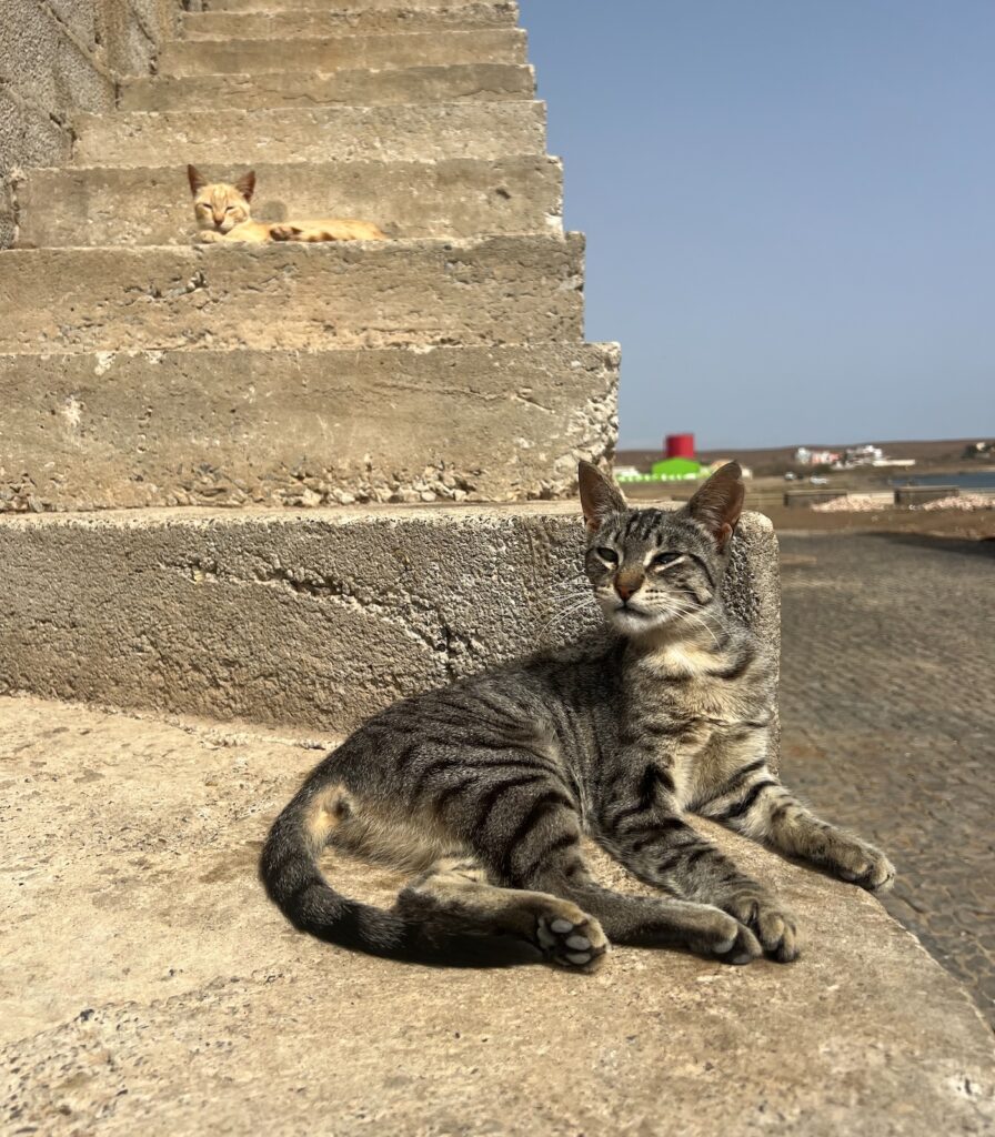 Gatto nel villaggio di pescatori di Palmeira a Sal Capo Verde