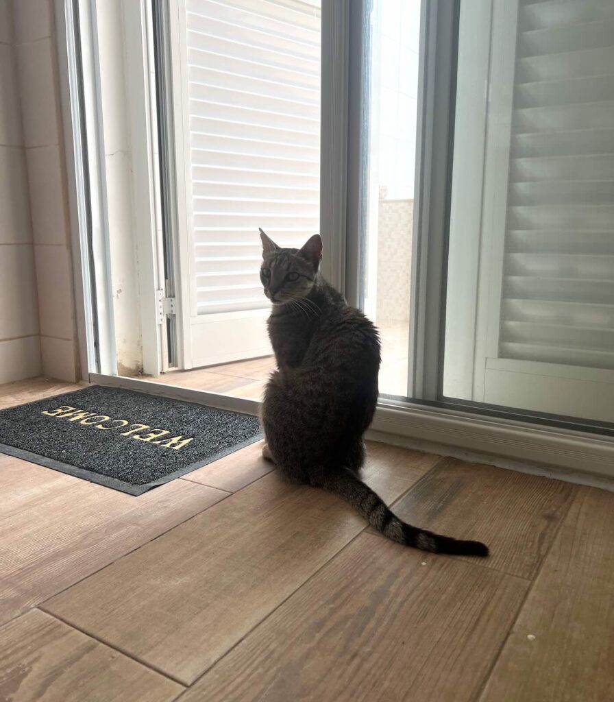 Gatto davanti alla porta del nostro appartamento a Sal Rei, Boa Vista Capo Verde