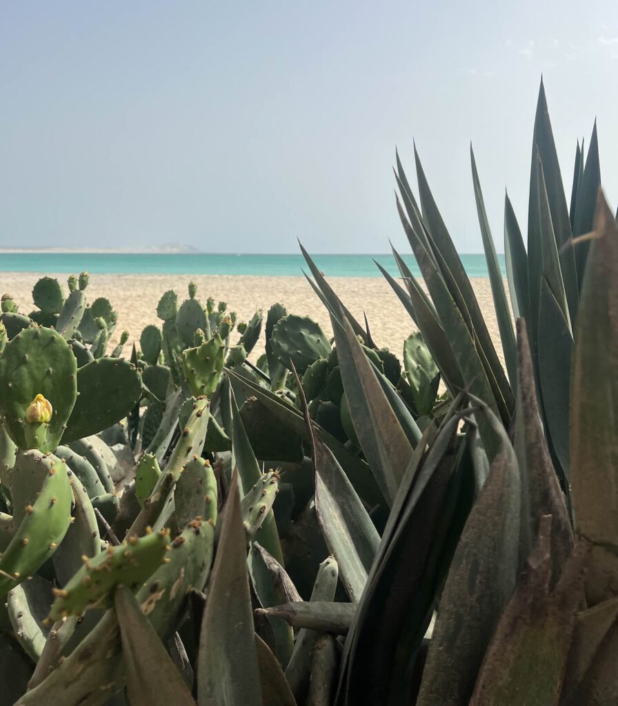 Praia de Estoril a Boa Vista Capo Verde con fichi d'India sul mare
