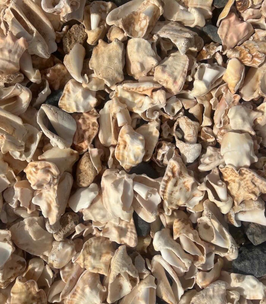 Dettaglio delle conchiglie sulla Shell Beach di Sal Capo Verde